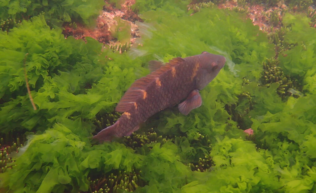 Purple Wrasse at Ricketts Point Sanctuary