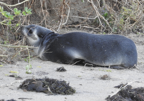 sub-Antarctic fur seal