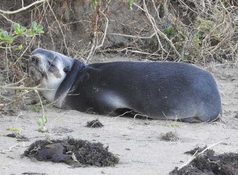 sub-Antarctic fur seal