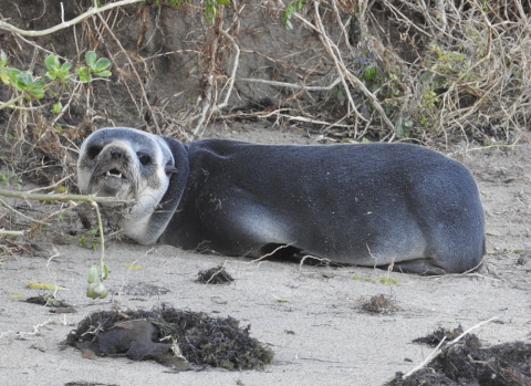 sub-Antarctic fur seal